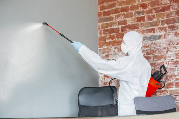 Best Basement Mold Removal  in Fairchance, PA